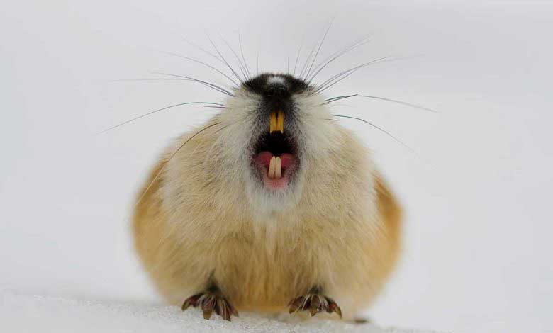 Lemming Nedir Yaşam Özellikleri Nelerdir?