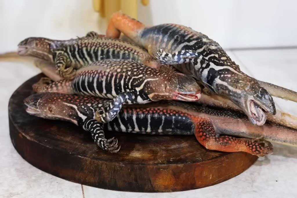 Vietnam’da Kertenkele Pişirme ve Yeme Sanatı