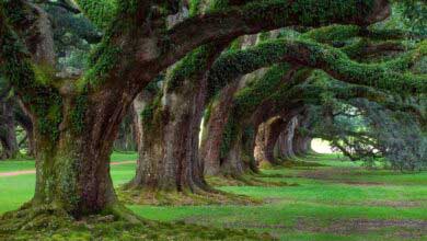 Ağaçtan Doğal Sirke Nasıl Yapılır?