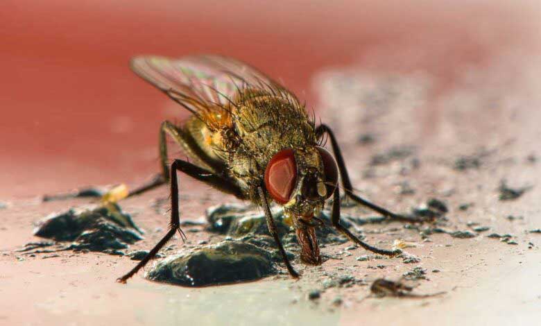 Bitkilerle Doğal Sinek Kovucu Yapımı