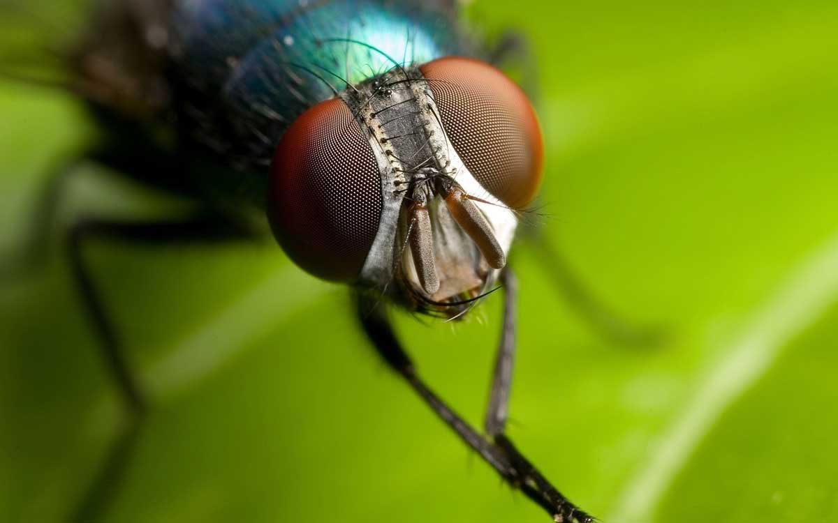 Bitkilerle Doğal Sinek Kovucu Yapımı