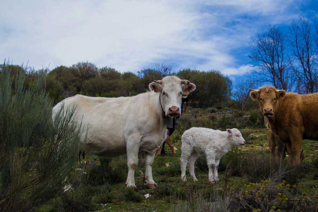 Kurbanlık Hayvanlar ve Özellikleri Nelerdir?
