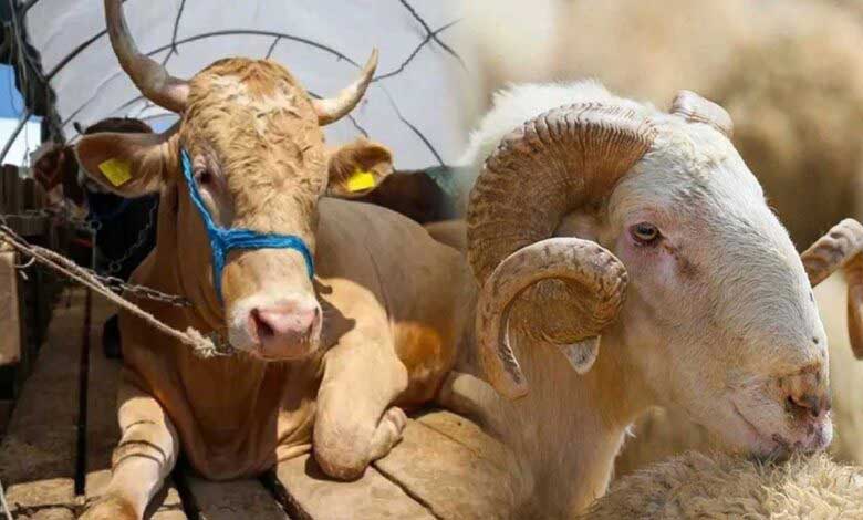 Kurbanlık Hayvanlar ve Özellikleri Nelerdir?