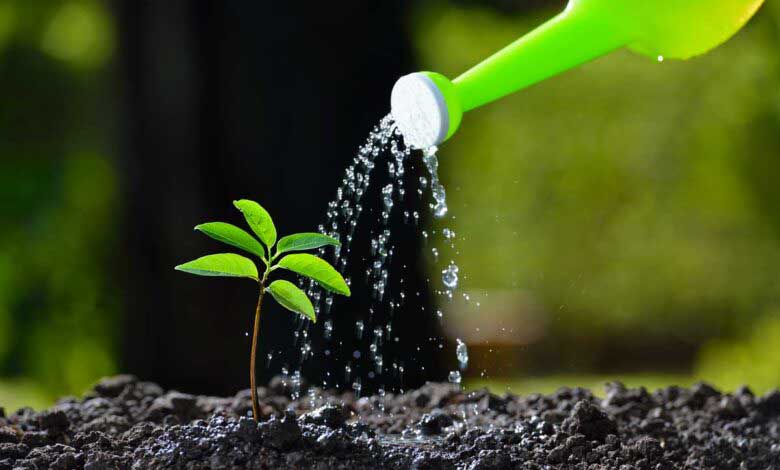 Sabah Ezanı Öncesi Bitki Sulamanın Etkileri