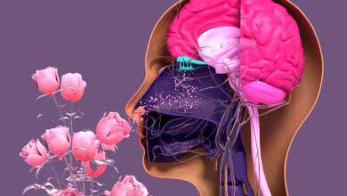 İnsanlar Neden Kokuları Tarif Edemez?