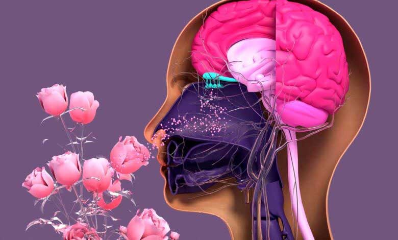 İnsanlar Neden Kokuları Tarif Edemez?