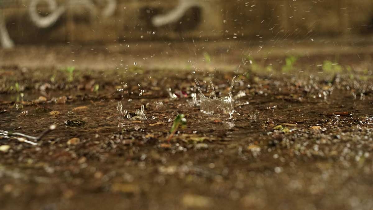 Yağmur Sonrası Toprak Neden Kokar?