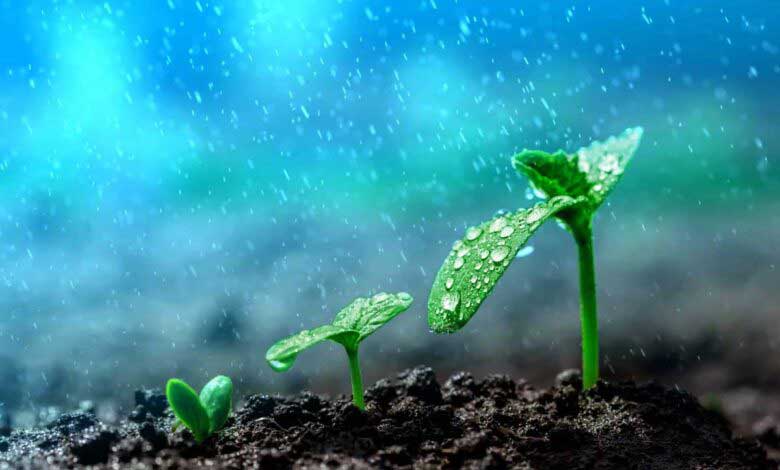 Yağmur Sonrası Toprak Neden Kokar?