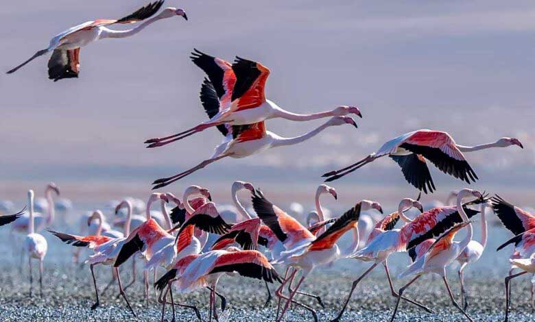 Kuşlar Göç Yollarını Neden Değiştirir?